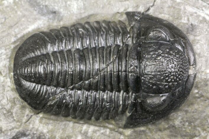 Detailed Gerastos Trilobite Fossil - Morocco #141669